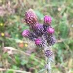 Cirsium palustre फूल