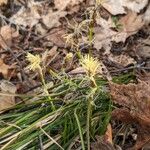 Carex ericetorum Fleur