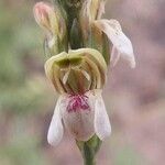 Justicia bequaertii Flower