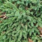 Picea mariana आदत