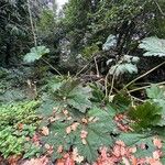 Gunnera tinctoriaHoja