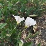 Convolvulus arvensisFlor