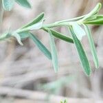 Euphorbia osyridea Leaf