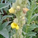 Verbascum densiflorum പുഷ്പം