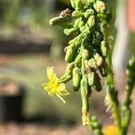 Lactuca serriolaBloem