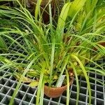 Maxillaria tenuifolia Hábitos