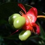 Ochna serrulata Other