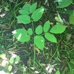 Aralia racemosa Other