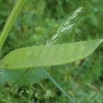 Vicia narbonensis Fruit