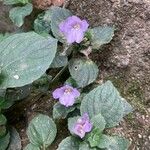 Strobilanthes capitataFleur