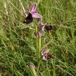 Ophrys bertolonii Habit