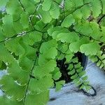 Adiantum raddianum Leaf