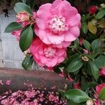 Camellia japonicaBlomst