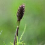 Phleum alpinum Çiçek