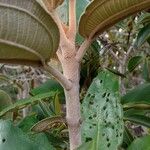 Miconia xalapensis Schors