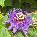 Passiflora incarnata Квітка