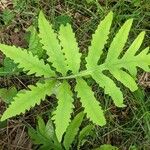 Onoclea sensibilis Leaf