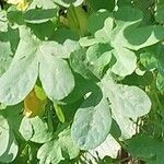 Tropaeolum peregrinum Blatt