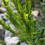 Sisymbrium austriacum Fruit