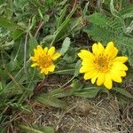 Wyethia angustifolia Hábito