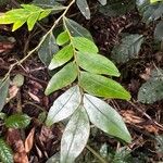 Diospyros hoyleana Leaf