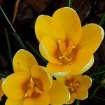 Crocus chrysanthus Flor