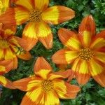 Bidens triplinervia Flor