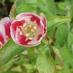 Clarkia amoena Blomst