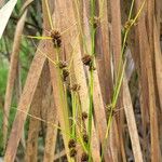 Rhynchospora fascicularis Flor