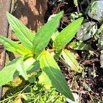 Epilobium ciliatum Yaprak