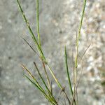 Parapholis strigosa Flower