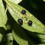 Clidemia ombrophila Hoja