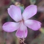 Dianthus godronianusÇiçek