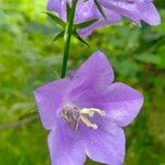 Campanula persicifolia花