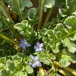 Jaborosa squarrosa Flor