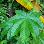 Cecropia schreberiana Hoja