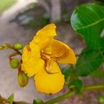 Senna appendiculata Virág