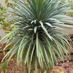 Yucca rostrataBlatt