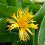 Glottiphyllum longum Flower