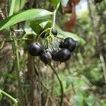 Geitonoplesium cymosum Fruit