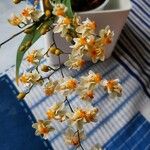 Oncidium baueri Kwiat