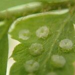 Polystichum transvaalense Leaf