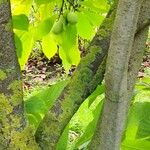 Asimina triloba Bark