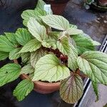 Begonia abdullahpieei Hábito