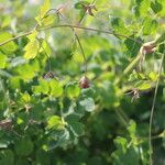 Thalictrum macrocarpum Virág