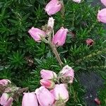 Daboecia cantabrica Flower