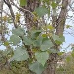 Populus x canadensis ഇല