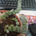 Crassula plegmatoides 葉