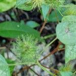 Acalypha arvensis List