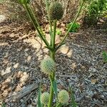 Eryngium yuccifolium Kvet